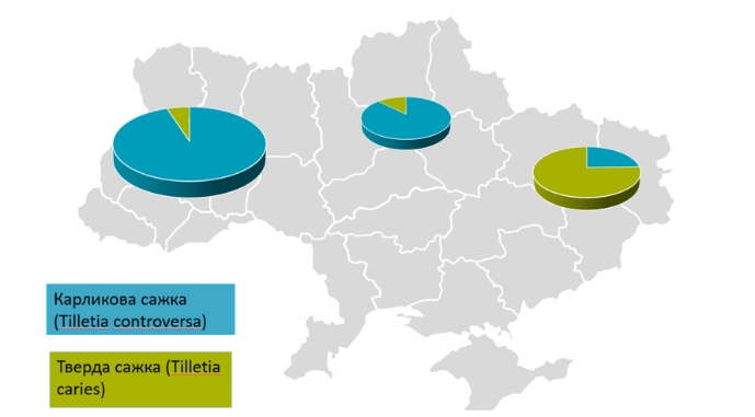 Діаграма розподілу твердої та карликової сажки по території України